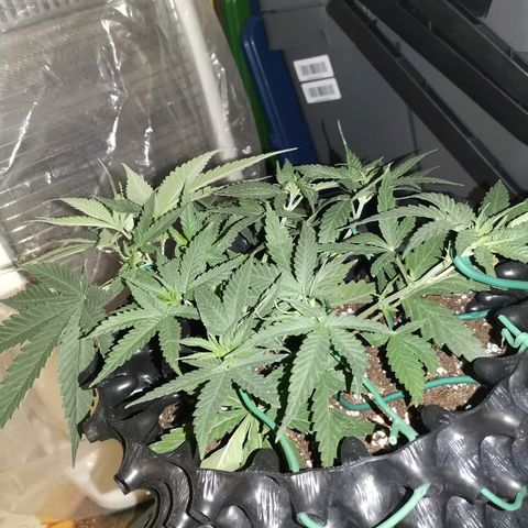Gorilla Cookies Auto growlog timeline photo