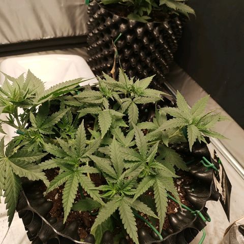 Gorilla Cookies Auto growlog timeline photo