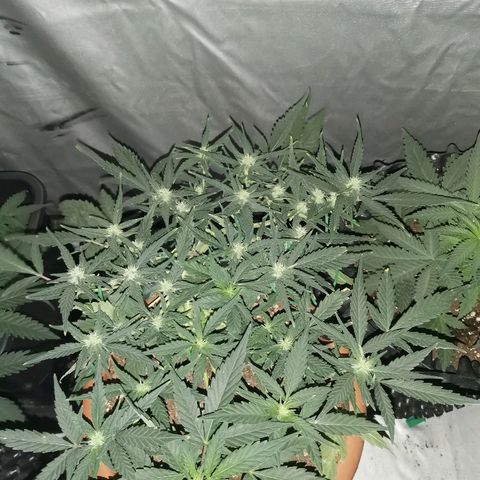 Autogelato fast growlog timeline photo