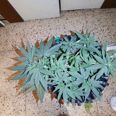Gorilla Cookies Auto growlog timeline photo