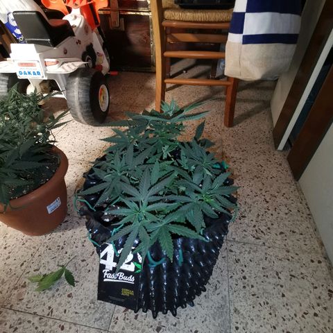 Gorilla Cookies Auto growlog timeline photo