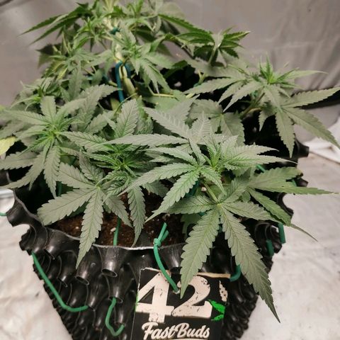 Gorilla Cookies Auto growlog timeline photo