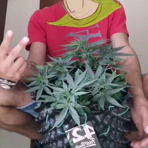 Gorilla Cookies Auto growlog timeline photo