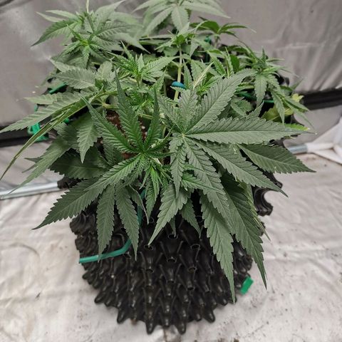 Gorilla Cookies Auto growlog timeline photo