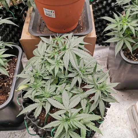 Gorilla Cookies Auto growlog timeline photo