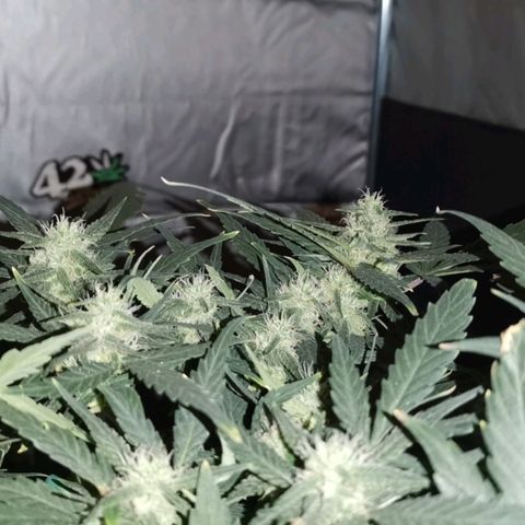 Autogelato fast growlog timeline photo