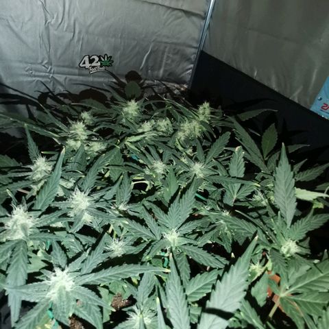 Autogelato fast growlog timeline photo