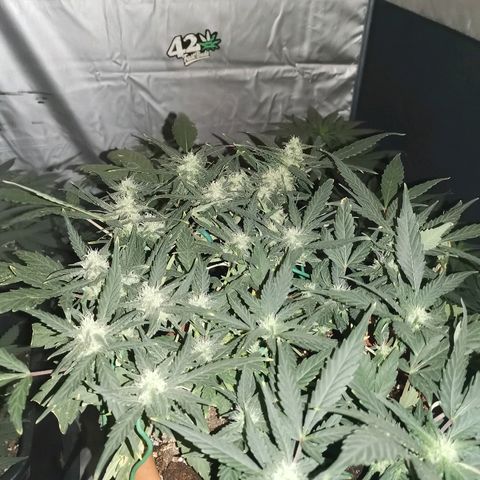 Autogelato fast growlog timeline photo
