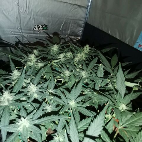Autogelato fast growlog timeline photo