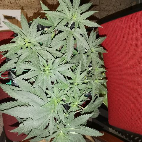 Gorilla Cookies Auto growlog timeline photo