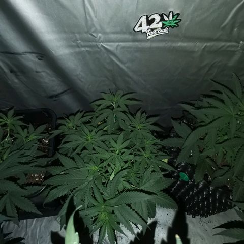 Gorilla Cookies Auto growlog timeline photo