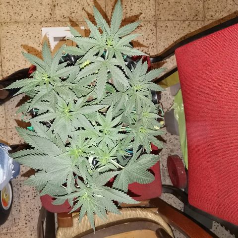 Gorilla Cookies Auto growlog timeline photo
