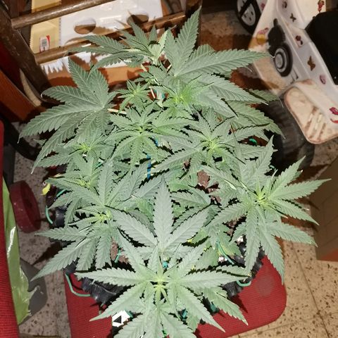 Gorilla Cookies Auto growlog timeline photo