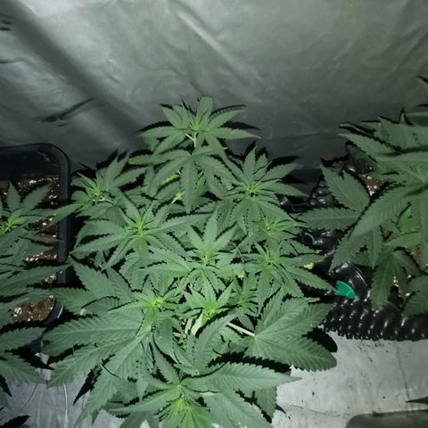 Gorilla Cookies Auto growlog timeline photo