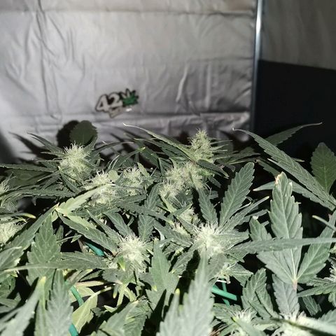 Autogelato fast growlog timeline photo
