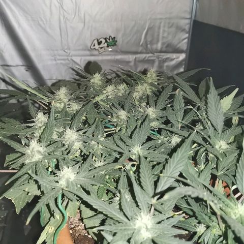 Autogelato fast growlog timeline photo