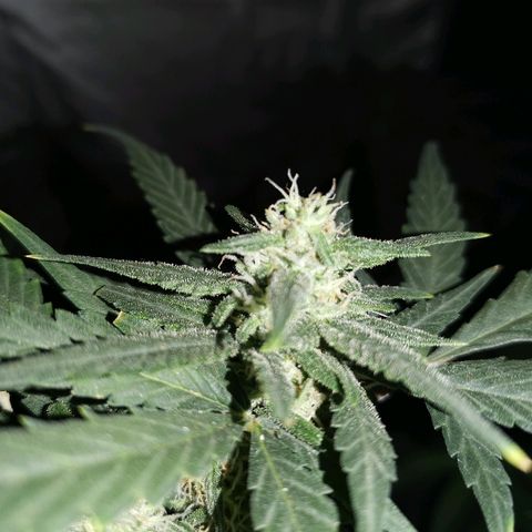 Autogelato fast growlog timeline photo