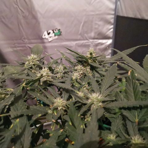 Autogelato fast growlog timeline photo