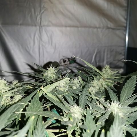 Autogelato fast growlog timeline photo