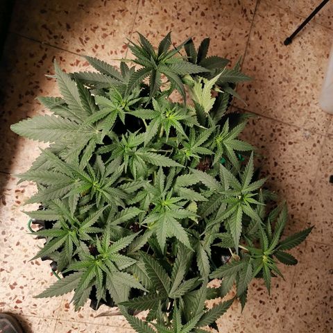 Gorilla Cookies Auto growlog timeline photo