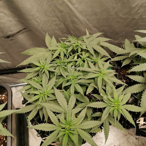 Gorilla Cookies Auto growlog timeline photo