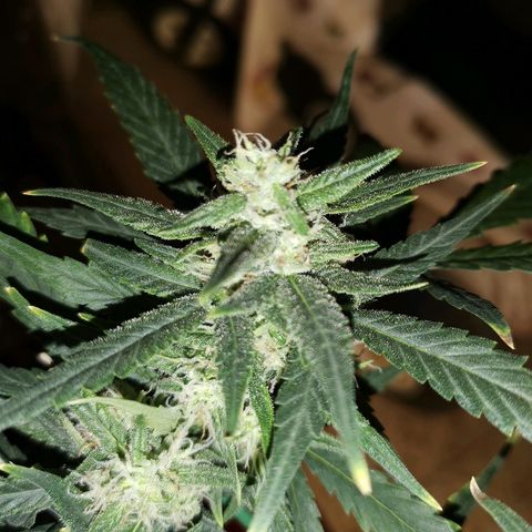 Autogelato fast growlog timeline photo
