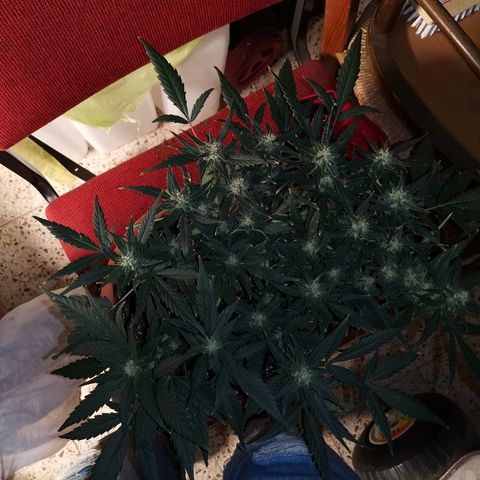 Autogelato fast growlog timeline photo