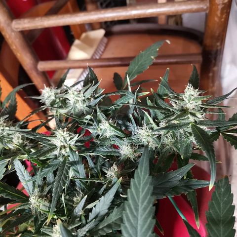 Autogelato fast growlog timeline photo