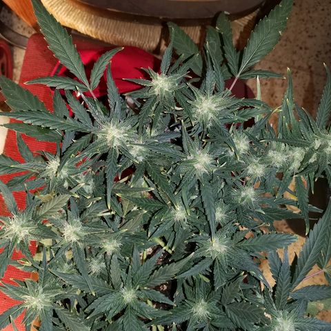 Autogelato fast growlog timeline photo