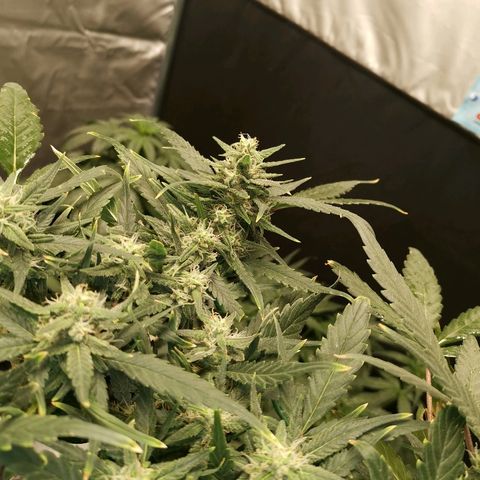 Autogelato fast growlog timeline photo
