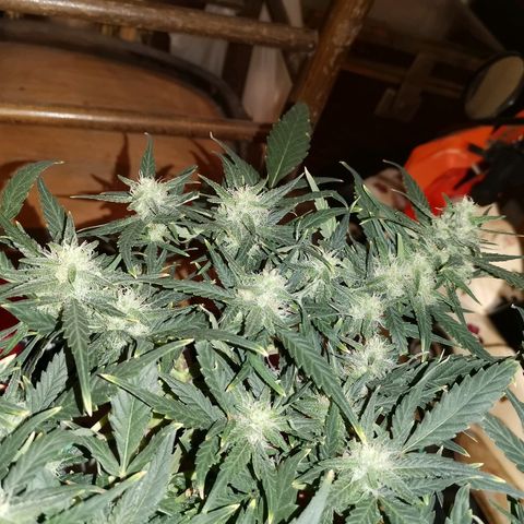 Autogelato fast growlog timeline photo