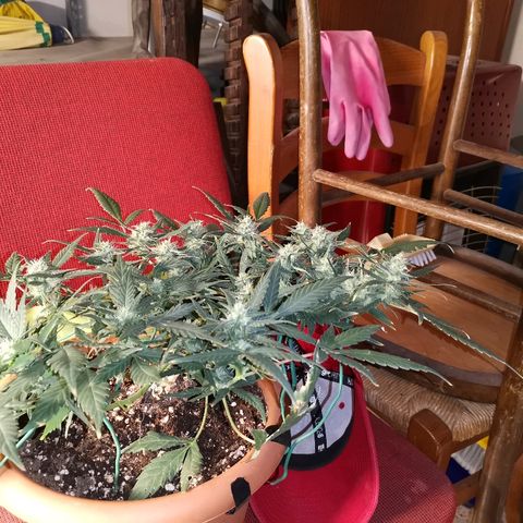 Autogelato fast growlog timeline photo