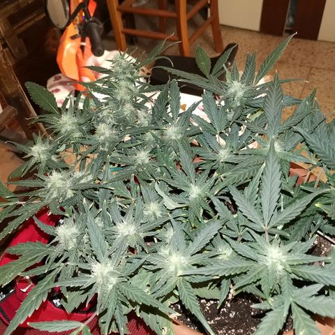 Autogelato fast growlog timeline photo