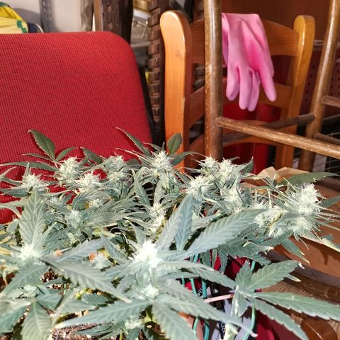 Autogelato fast growlog timeline photo