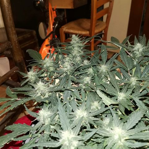 Autogelato fast growlog timeline photo