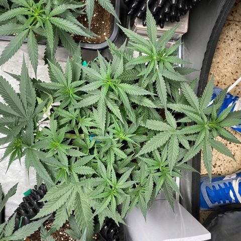 Gorilla Cookies Auto growlog timeline photo