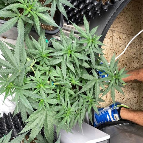 Gorilla Cookies Auto growlog timeline photo