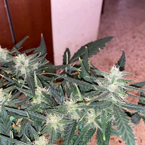 Autogelato fast growlog timeline photo