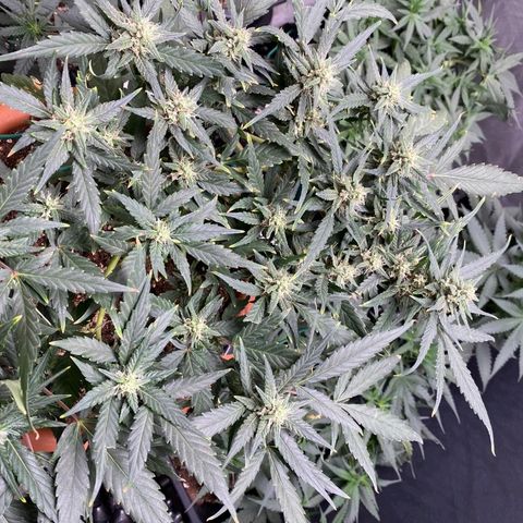 Autogelato fast growlog timeline photo