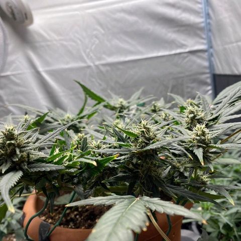 Autogelato fast growlog timeline photo