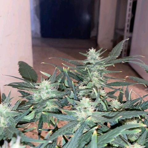 Autogelato fast growlog timeline photo