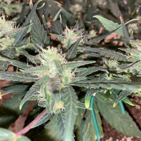 Autogelato fast growlog timeline photo