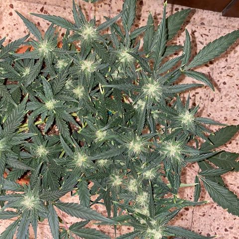 Autogelato fast growlog timeline photo
