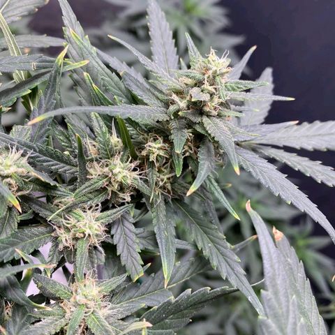 Autogelato fast growlog timeline photo