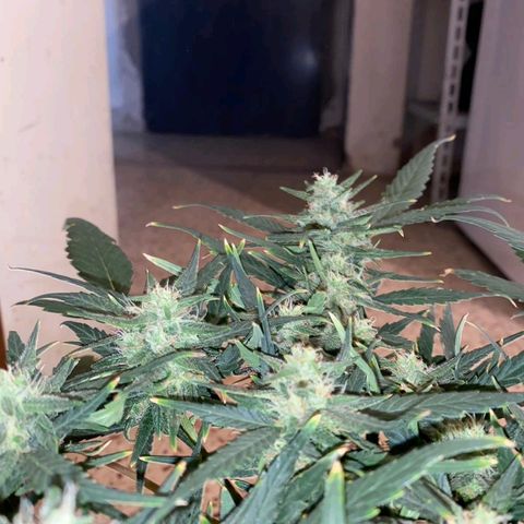 Autogelato fast growlog timeline photo