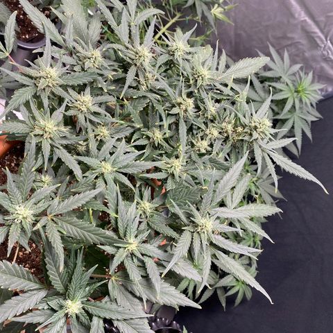 Autogelato fast growlog timeline photo