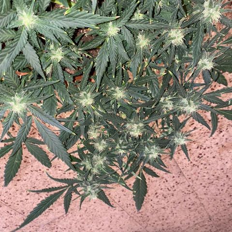 Autogelato fast growlog timeline photo