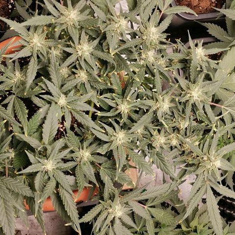 Autogelato fast growlog timeline photo