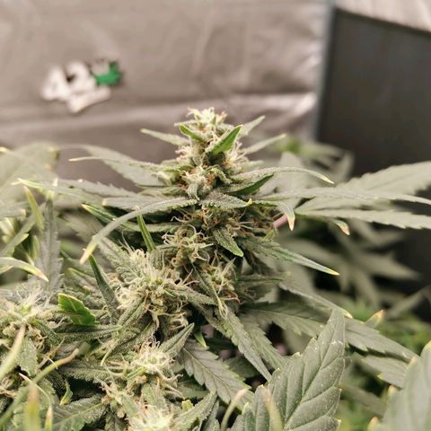 Autogelato fast growlog timeline photo