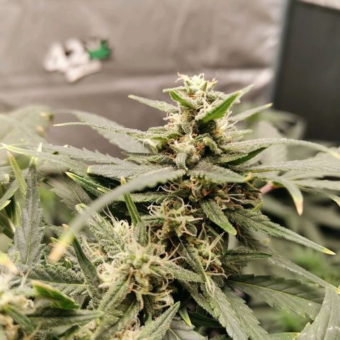 Autogelato fast growlog timeline photo